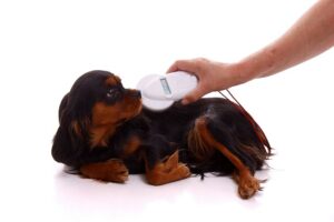 Como funcionam os microchips para animais de estimação e meu cachorro deve ter um?  – American Kennel Club