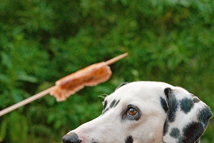 Os cães podem comer cachorros-quentes?  – American Kennel Club