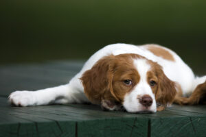 Como ajudar seu cão a lidar com a tristeza e ansiedade do fim do verão