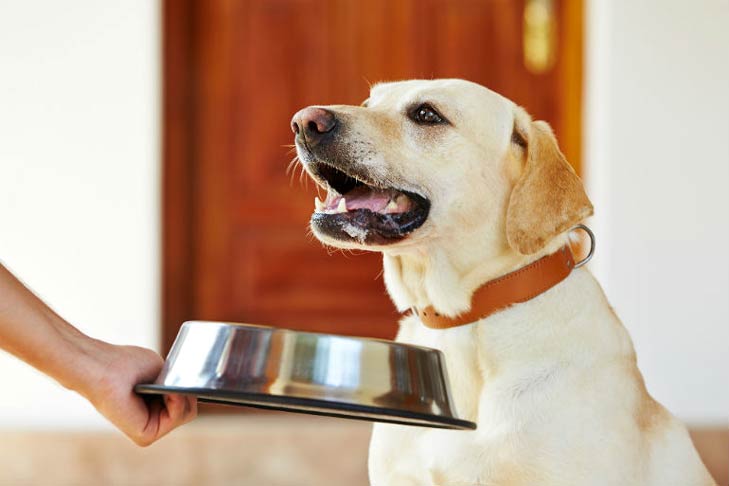 6 alimentos naturais para alimentar seu cachorro doente