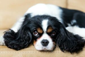 Glândulas anais em cães: tudo o que você precisa saber