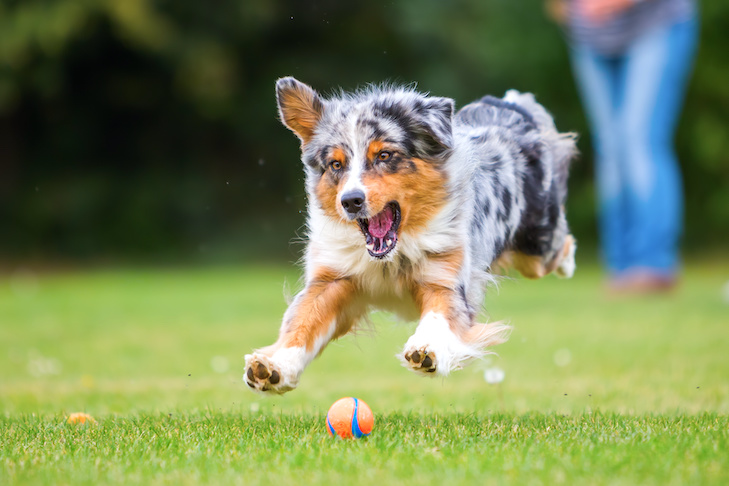 Seu cachorro é muito “hiper”?  5 dicas para cães hiperativos