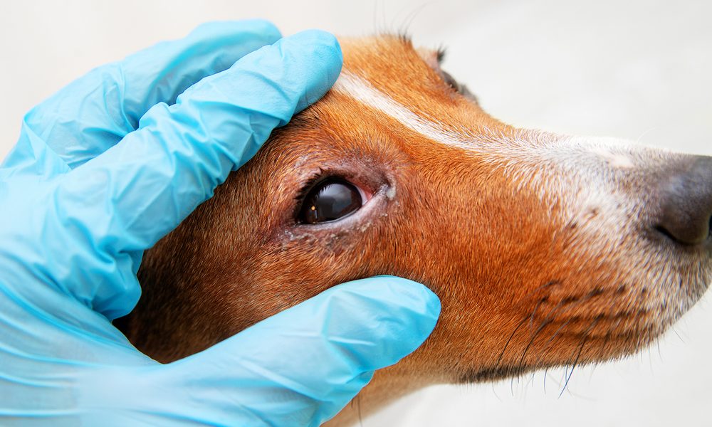 Cinomose em cães causas sintomas e tratamento Wiki Pets
