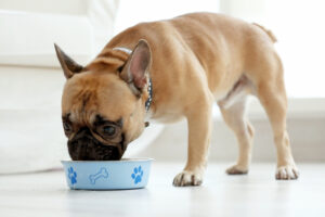 Por que meu cachorro é um comedor exigente?  – American Kennel Club