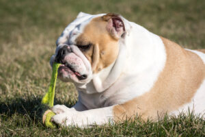 As bolas de tênis são seguras para cães?