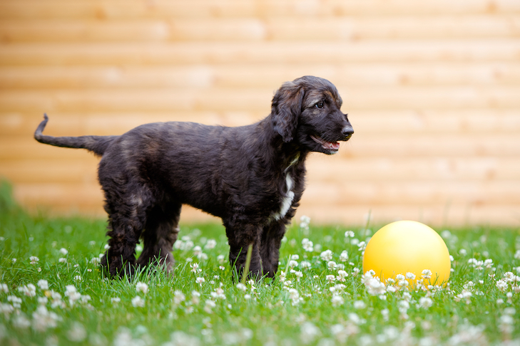 Além do básico do filhote de cachorro: experimente os jogos da Puppy-Safe Sport Foundation