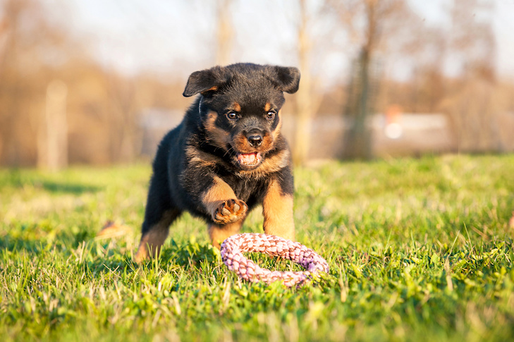 Como treinar um filhote de cachorro Rottweiler: Linha do tempo de treinamento Rottie – American Kennel Club