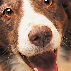 6 mitos sobre seu cachorro – The Dog Blog
