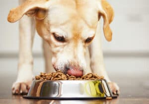 Nutrição para cães: o que e quanto alimentar meu cão