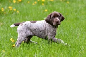 Como treinar um filhote de cachorro ponteiro alemão de pêlo curto: Linha do tempo de treinamento GSP – American Kennel Club