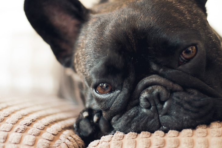 Proteja seu cachorro desses 10 principais venenos de animais de estimação – American Kennel Club