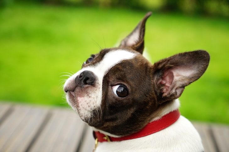 Por que cachorros têm bigodes?