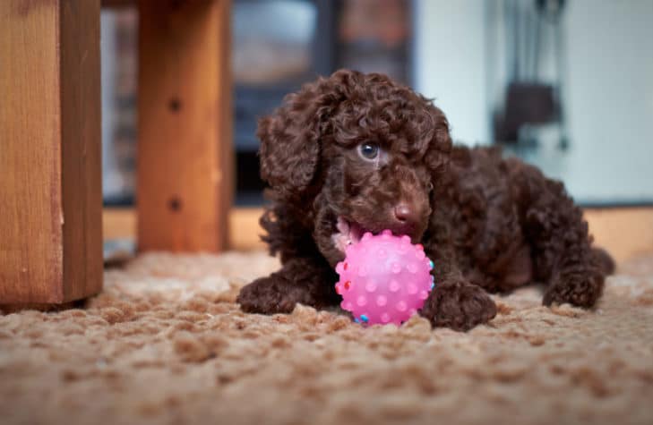 9 brinquedos para cães para ajudar seu filhote a vencer o tédio