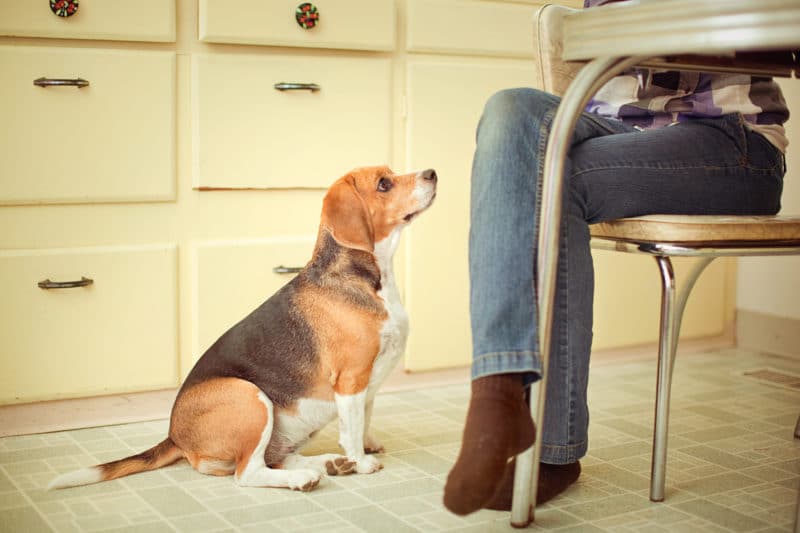 Seu animal de estimação ganhou peso durante a pandemia?  – American Kennel Club