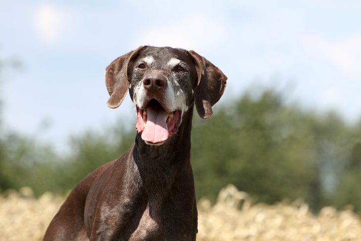 Como Melhorar a Qualidade de Vida do Seu Cão Sênior – American Kennel Club