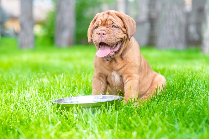 O tempo está muito quente para o seu cão lidar?  Preste atenção a esses sinais