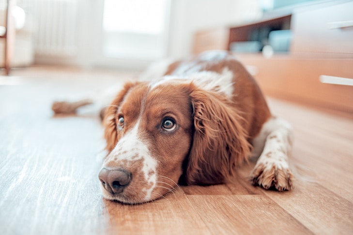 Por que meu cachorro cheira?  Como ajudar um cachorro fedido