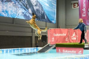 Diving Dogs 101: Como competir no Dock Diving, passo a passo