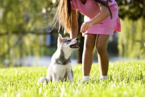 5 dicas simples que você deve ensinar ao seu cachorro