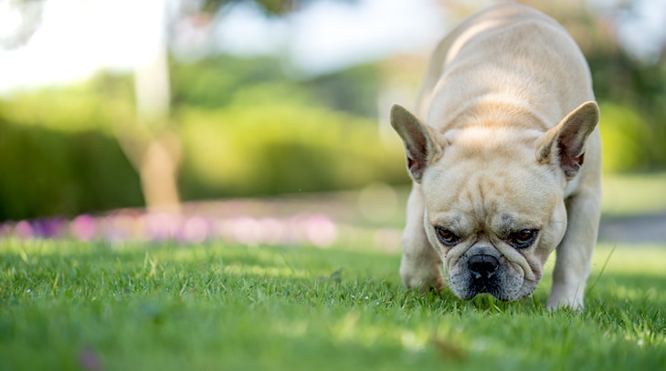 Birdseed é para os pássaros, ao contrário do que seu cão pode pensar