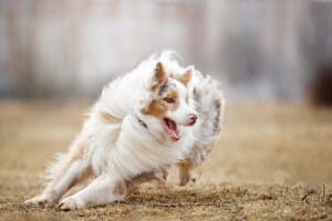 Os cães podem sofrer de um comportamento semelhante ao do TDAH?