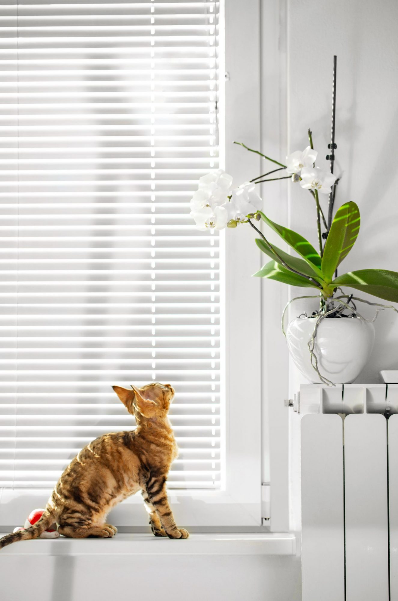 Plantas de casa venenosas e a segurança do seu gato: o que você deve saber