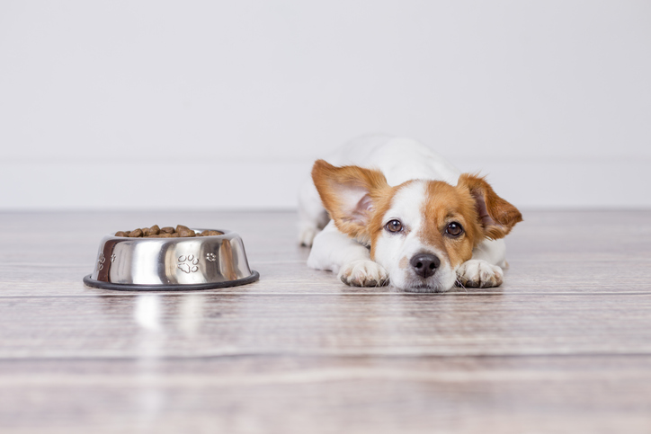 Seu cachorro é um comedor exigente?  6 dicas para caninos mimados – O blog do cão