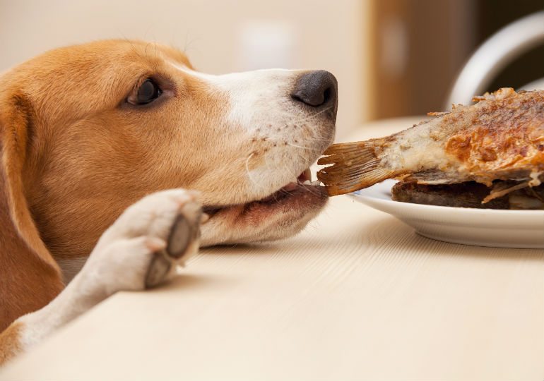 Nutrição para cães: o que e quanto alimentar meu cão