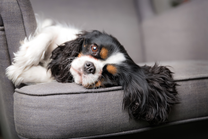 A importância da descompressão ao trazer um novo cachorro para casa