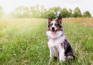 A primeira defesa: prevenção contra pulgas e carrapatos para cães – Blog do cão