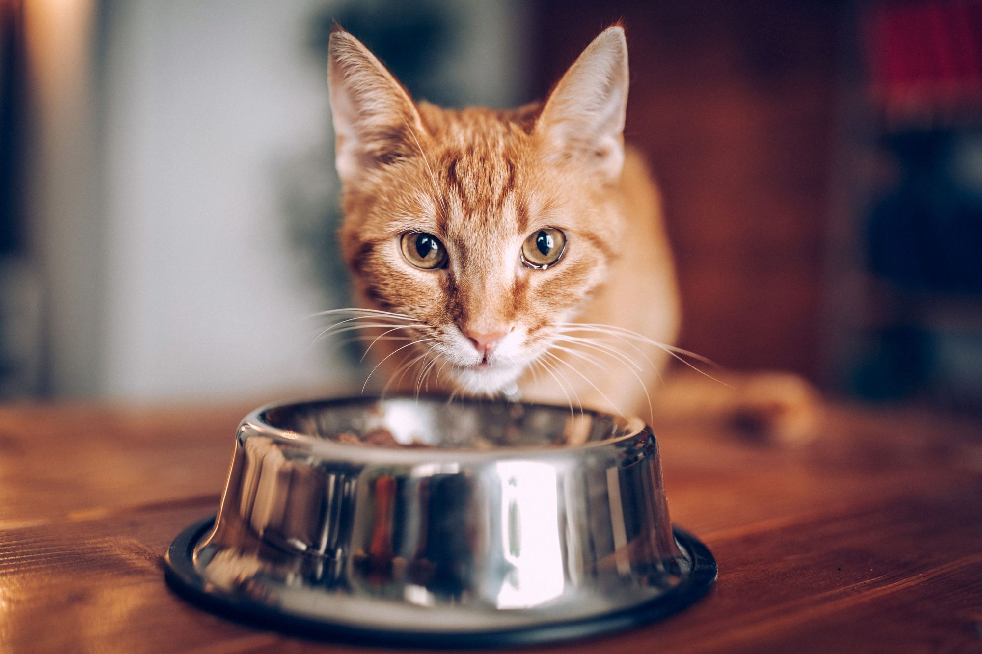 O grande truque: o que você precisa saber sobre bolas de cabelo e gatos