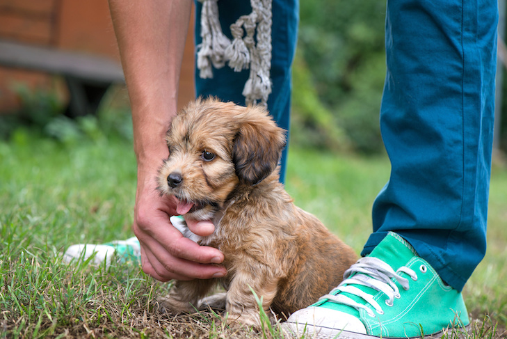 Linha do tempo do treinamento do filhote de cachorro: ensinando bom comportamento antes que seja tarde demais