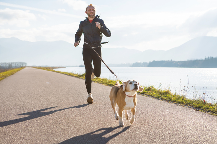 Correndo com seu cachorro: 6 dicas para os pais ativos de animais de estimação – O blog do cachorro