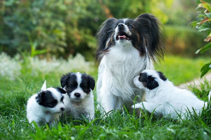 Tempo de transição: Quando Mudar Puppies para Adult Dog Food – O Blog do cão