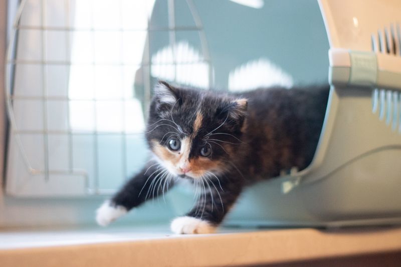 Treinamento básico de gatinhos para saúde e felicidade ao longo da vida