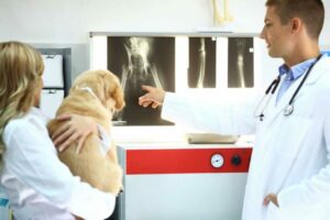 Displasia do quadril em cães: prevenção, causas, sintomas e tratamento
