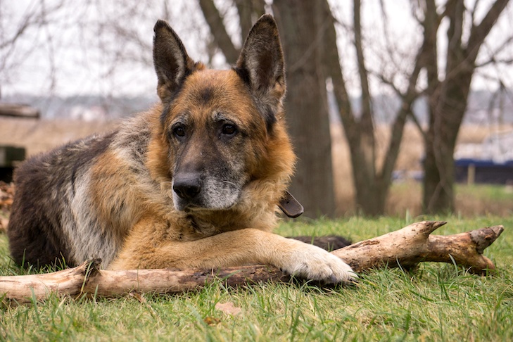 Como suplementos para articulações ajudam cães com artrite – American Kennel Club