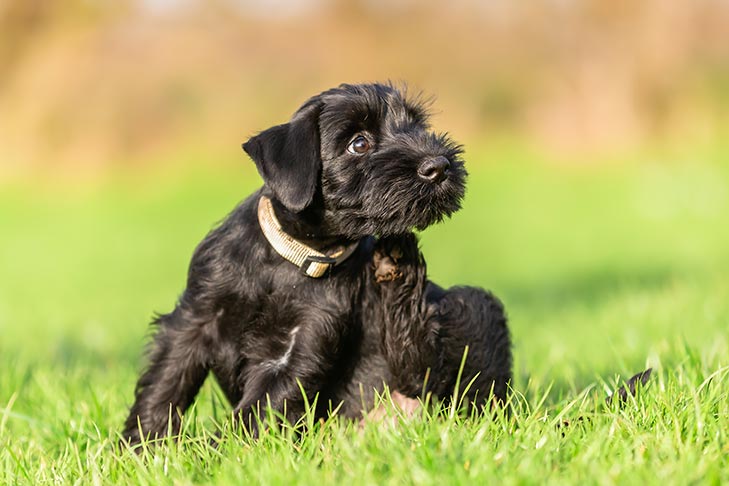 Por que meu cachorro coceira tanto?  Possíveis causas e tratamento