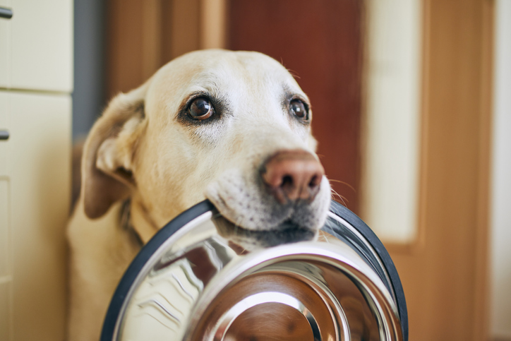 Como é feita a comida seca para cães?  – The Dog Blog