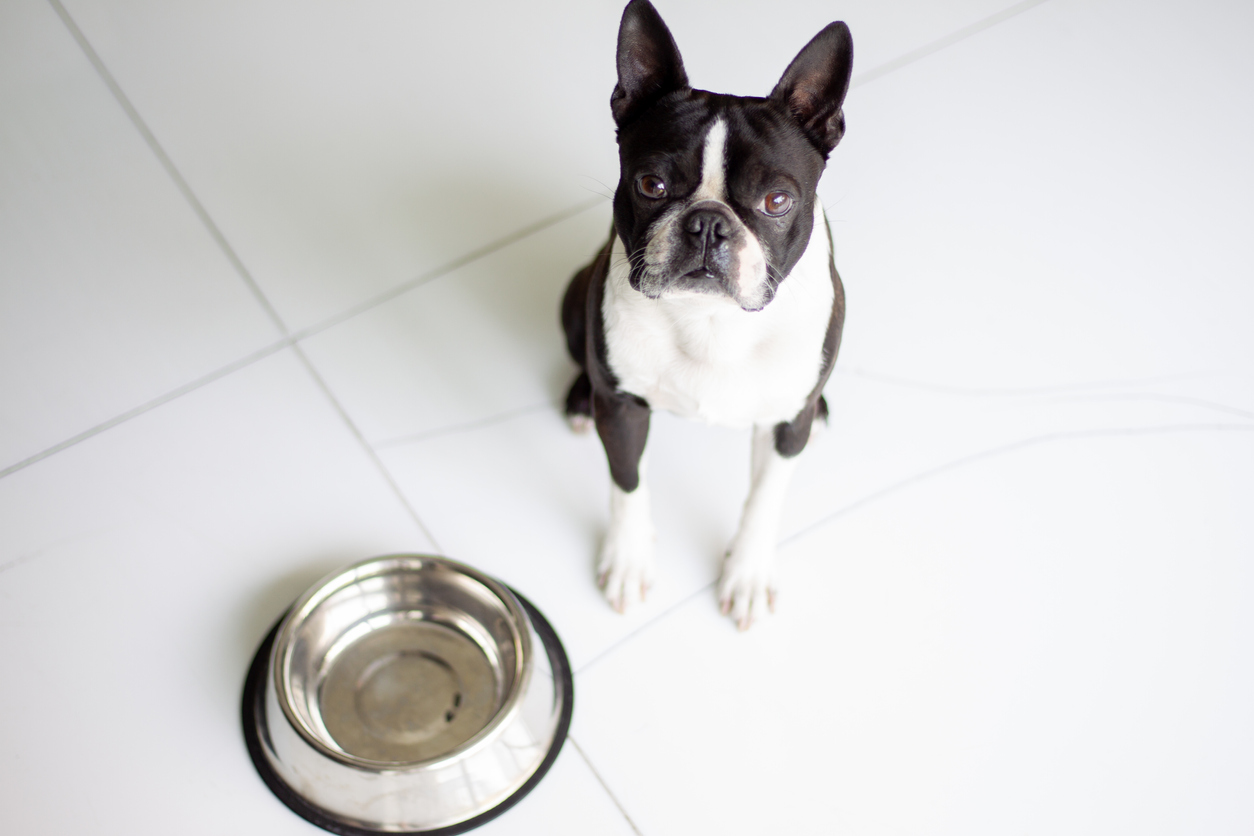 Escolhendo a melhor comida de cachorro seca para comedores exigentes – o blog do cachorro