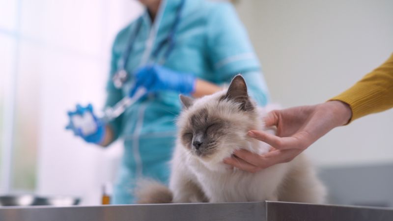 Levar seu gato ao veterinário é necessário, mas também pode ser divertido!