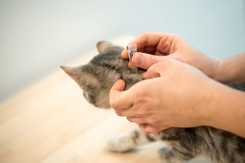 Vencendo a guerra entre gatos e parasitas com prevenção o ano todo