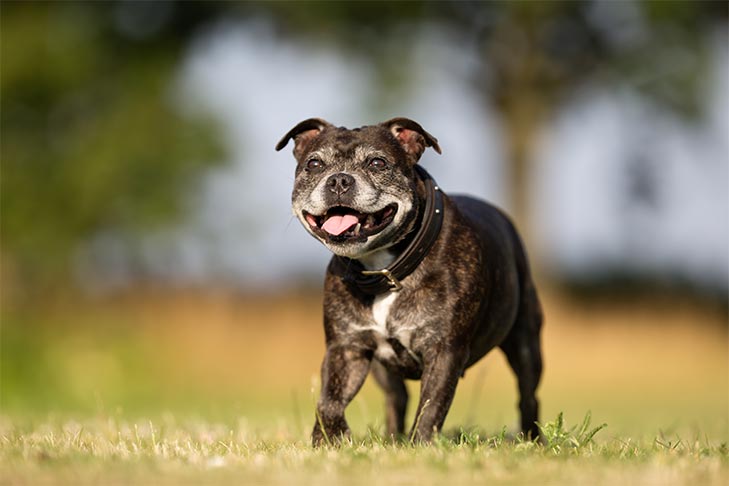 Glucosamina para cães pode ajudar a tratar a artrite e dores nas articulações?  – American Kennel Club