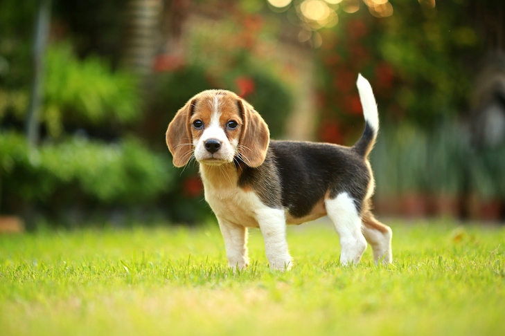 Linha do tempo de treinamento do filhote de cachorro Beagle: como treinar e elevar um Beagle