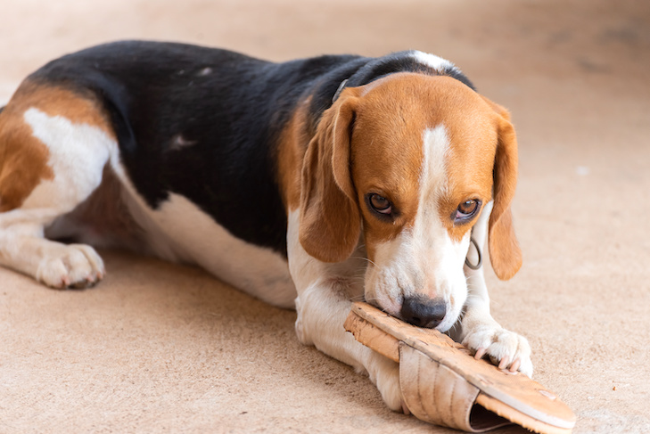 Corrigindo o comportamento do cão: como impedir o mau comportamento do cão