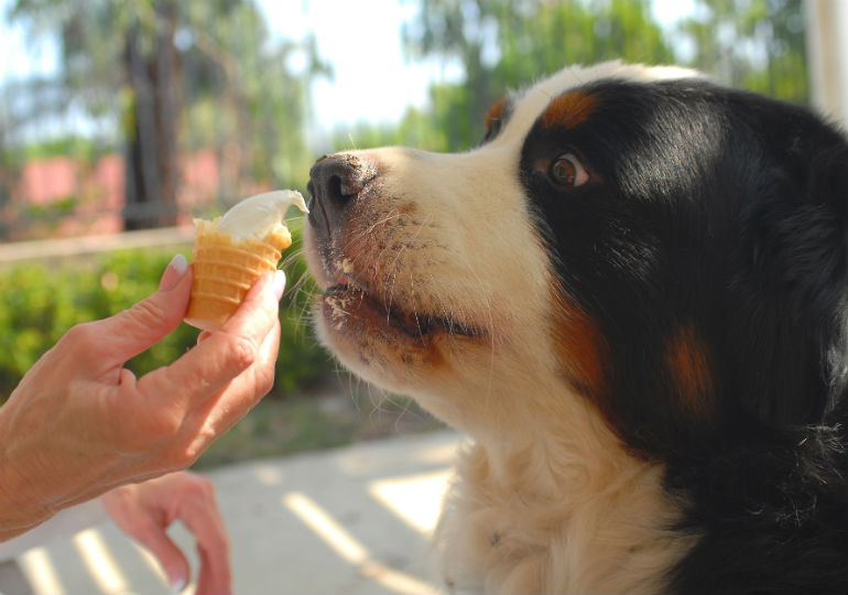 Os cães podem comer sorvete?  – American Kennel Club