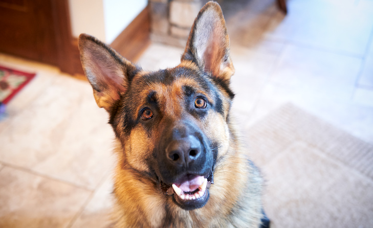 É um cão pastor alemão certo para você?  – American Kennel Club