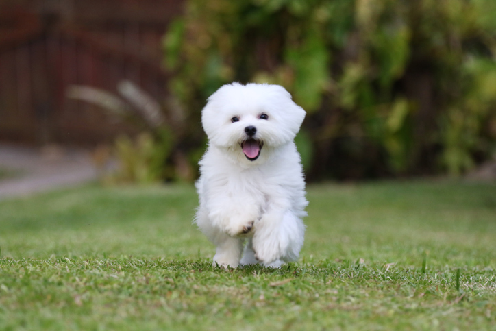 Os fatos sobre Doggie Do-Do: Como identificar cocô de cachorro saudável – o blog do cão