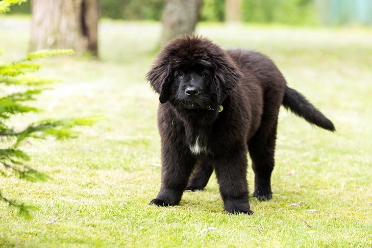 Como treinar um filhote de cachorro de Newfoundland: cronograma e cronograma