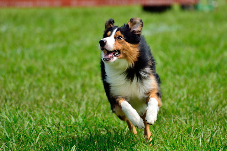 Colocando o coração nas mãos: três hábitos saudáveis ​​para o coração do seu cachorro – o blog do cachorro